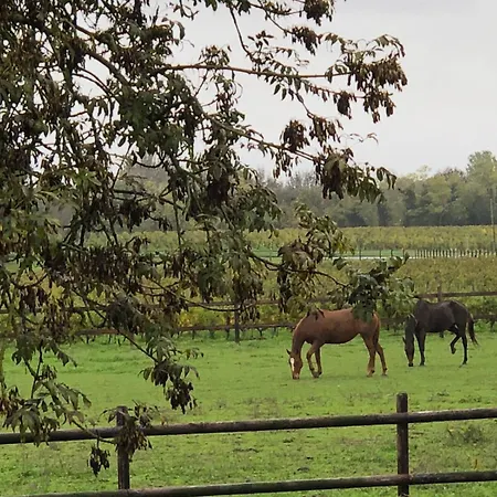 Chateau Doyac * Saint-Seurin-de-Cadourne