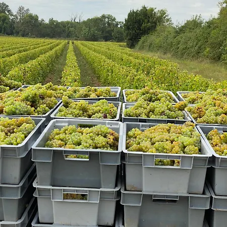 Chateau Doyac * Saint-Seurin-de-Cadourne