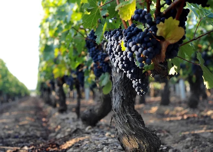 Tatil Evi Chateau Doyac Saint-Seurin-de-Cadourne