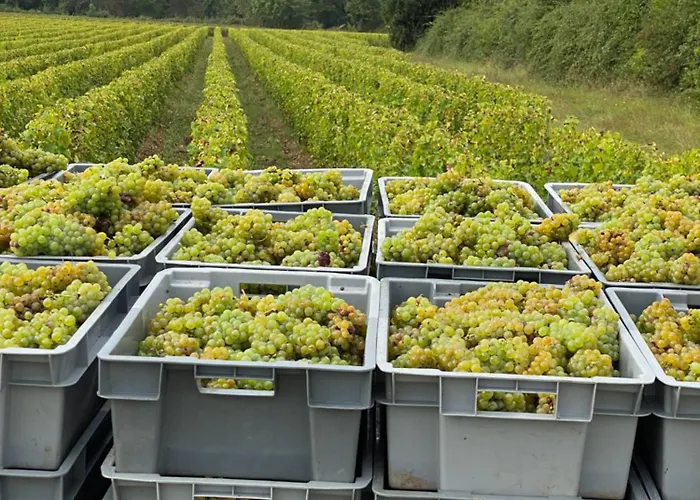 Chateau Doyac * Saint-Seurin-de-Cadourne